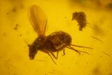 Several Detailed Fossil Flies (Diptera) In Baltic Amber #159767-2